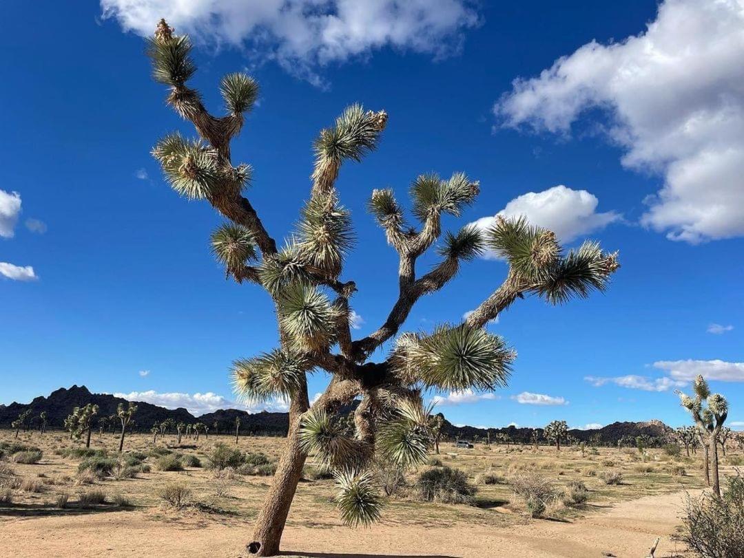 The Joshua Tree House Vila Exterior foto
